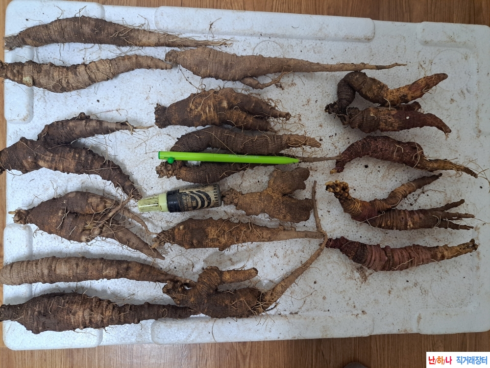 자연산 더덕 (담금용)