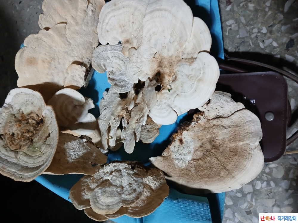 등갈색미로버섯
