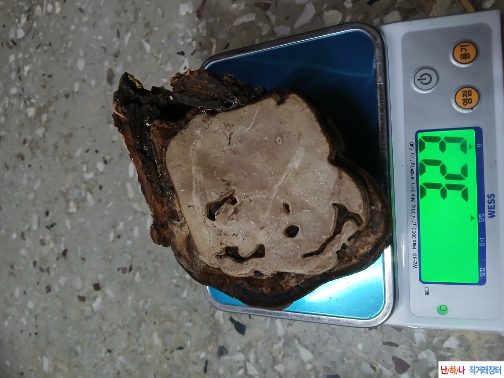 벚나무상황버섯