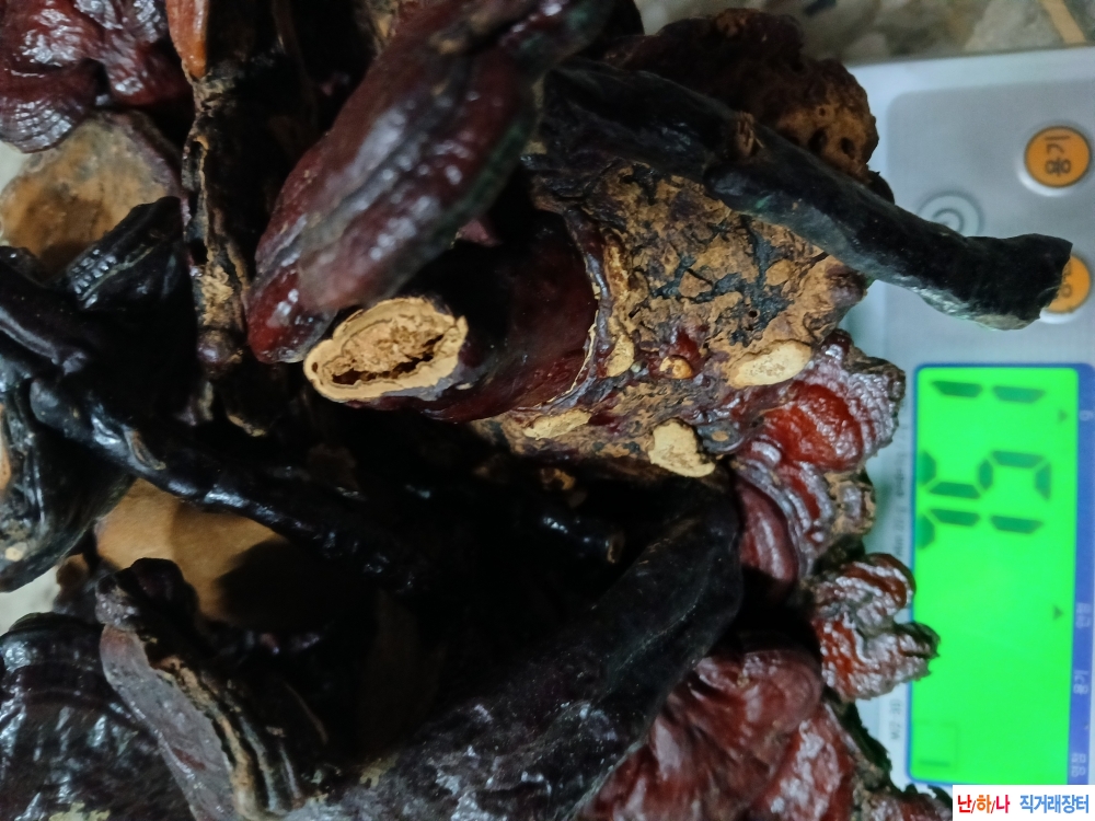 자연산영지버섯