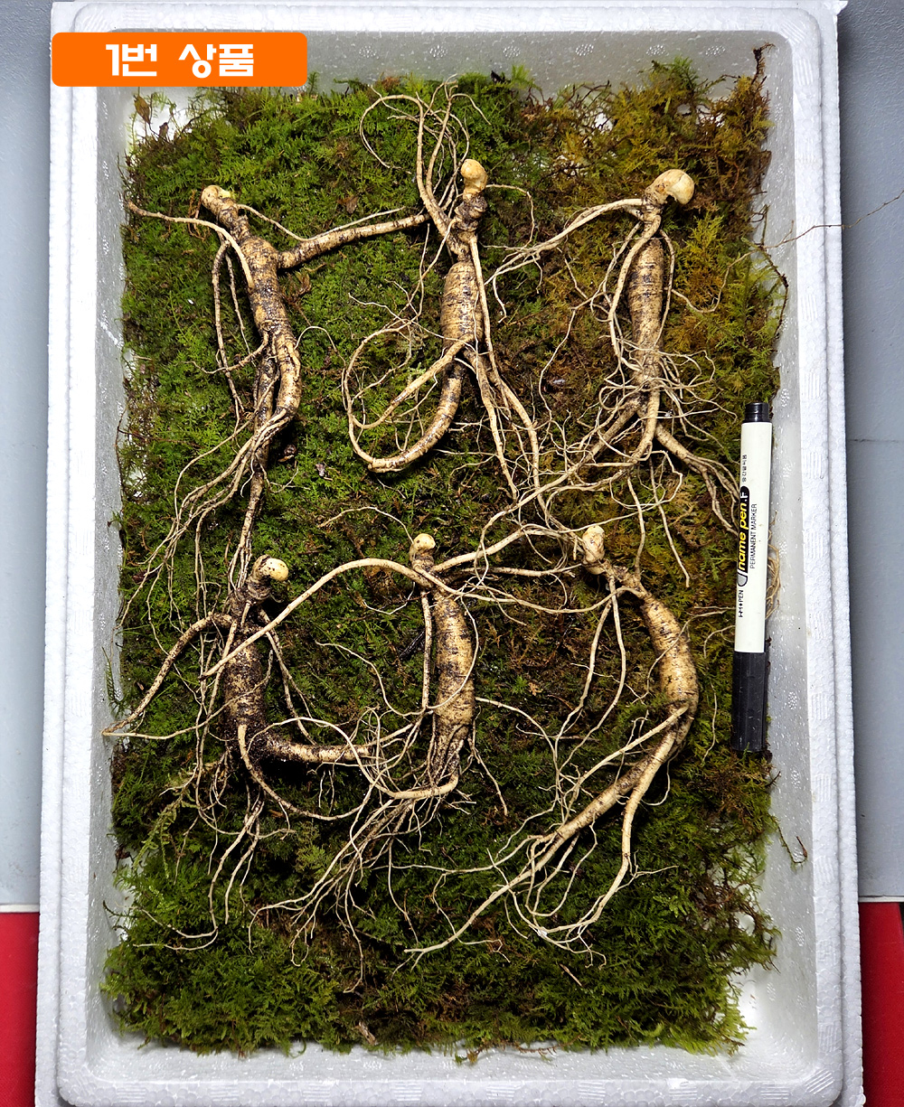 설 명절 산양삼 선물세?