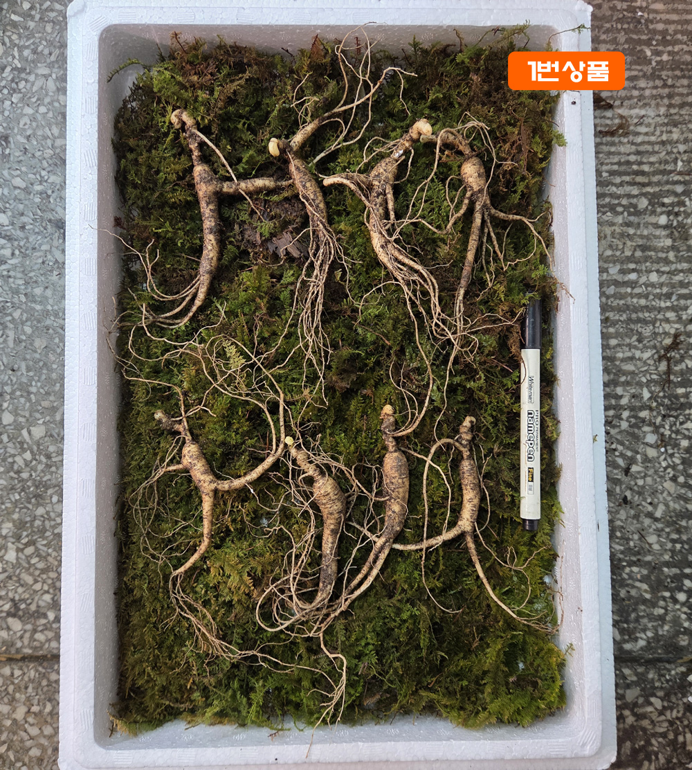 18년 야생 방치산양삼 ?
