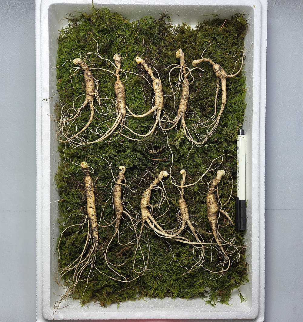 설명절 산양삼 저렴 마?