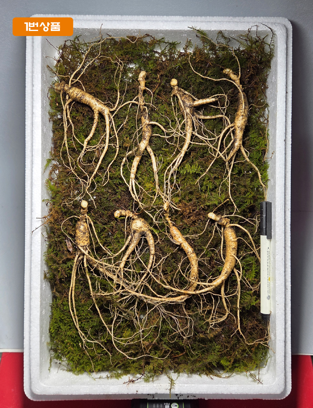 설 명절 산양삼 선물세?