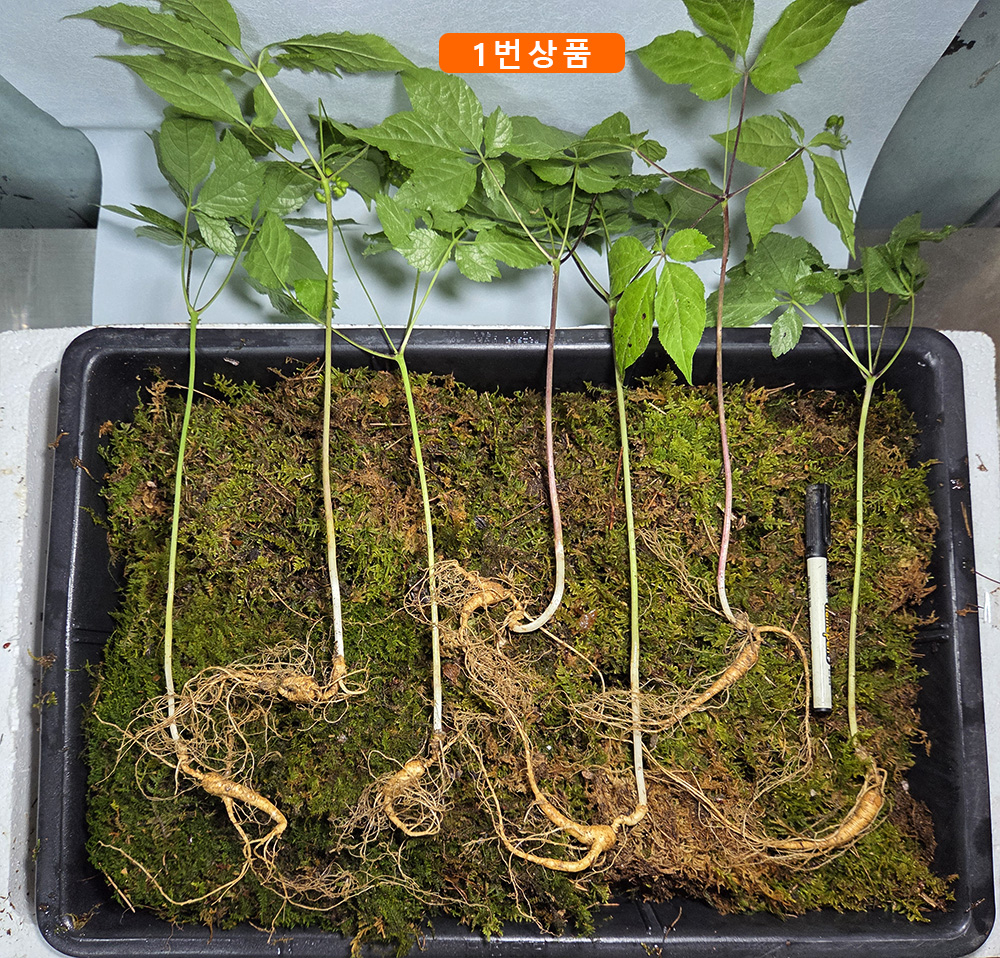 15년 산양삼 세트