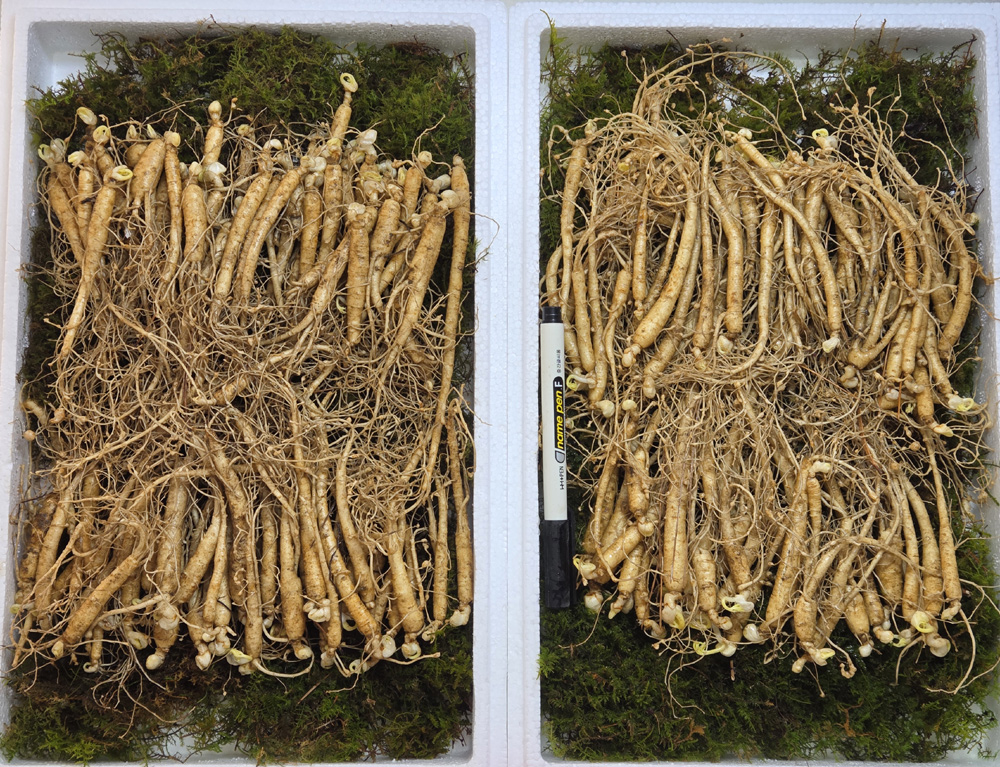4~5년 산양삼 묘삼 이식?
