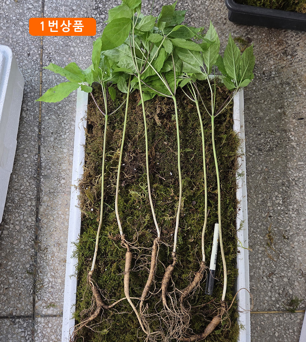 산양삼 15년근 세트_서?