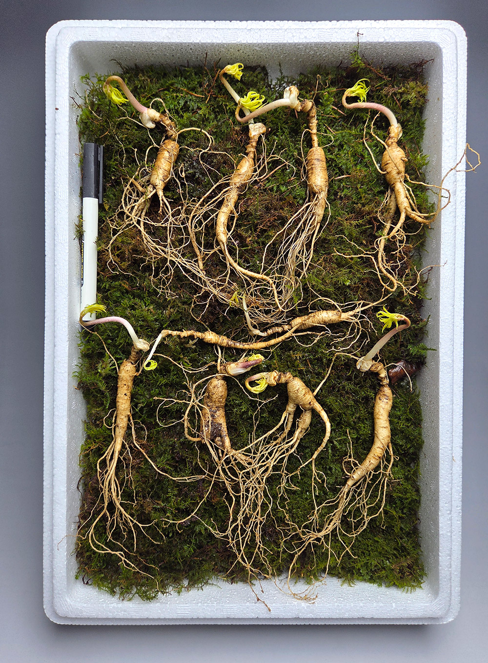 15년 이상 방치삼