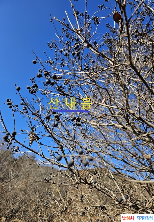 남정목 열매