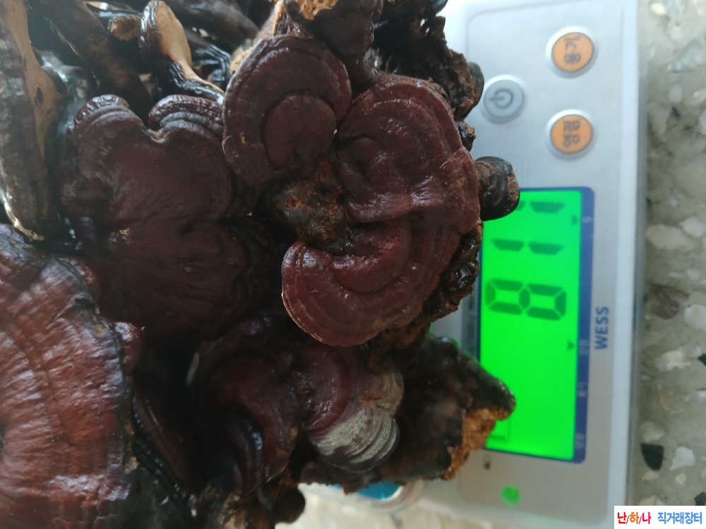 자연산영지버섯