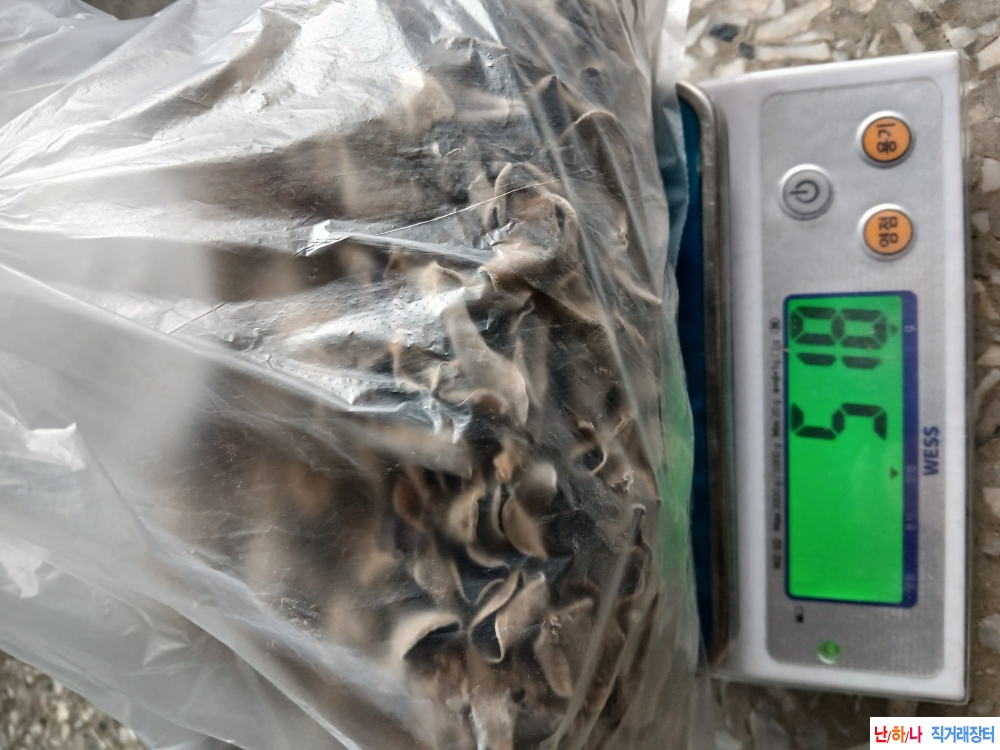 자연산목이버섯