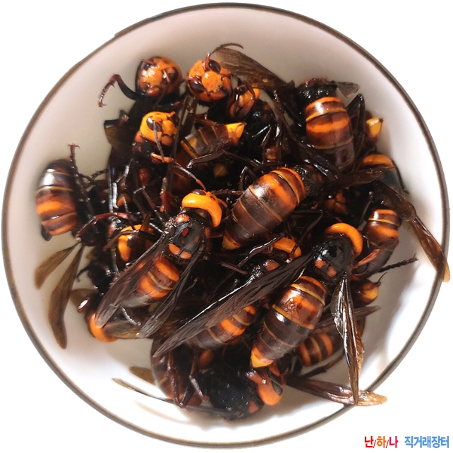 호두봉벌,장수말벌,말벌주,땅?