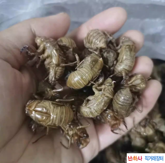 선퇴,매미허물,선각,매미껍질,?