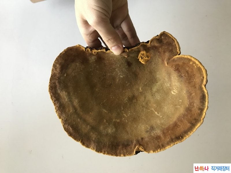항암버섯 뽕나무 상황?