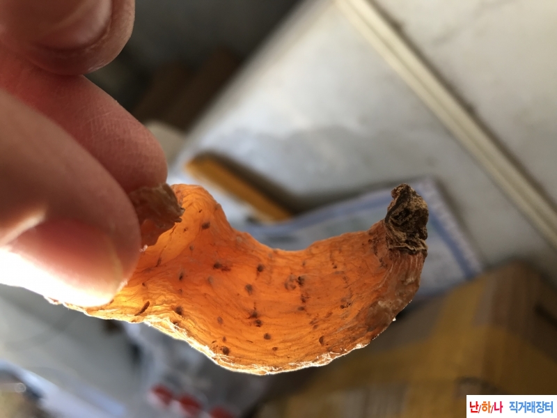 백두산 자연산 천마 순 야생 ?