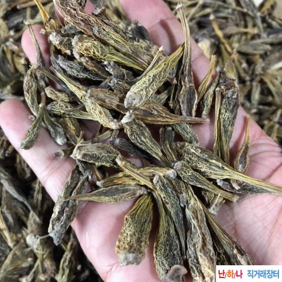 빙구자 ,산란