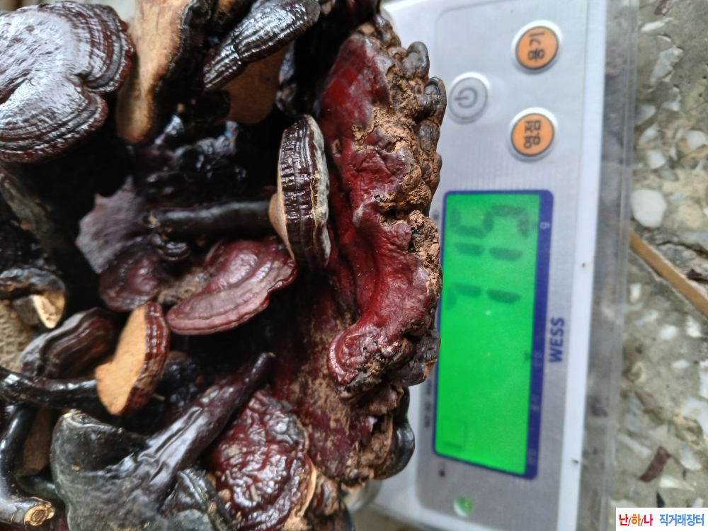 자연산영지버섯