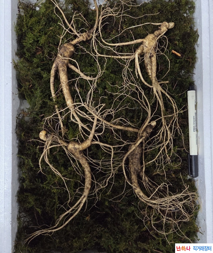 산양삼(장뇌삼)