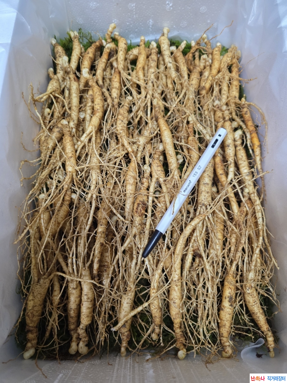 동면중인 장뇌삼판매(?