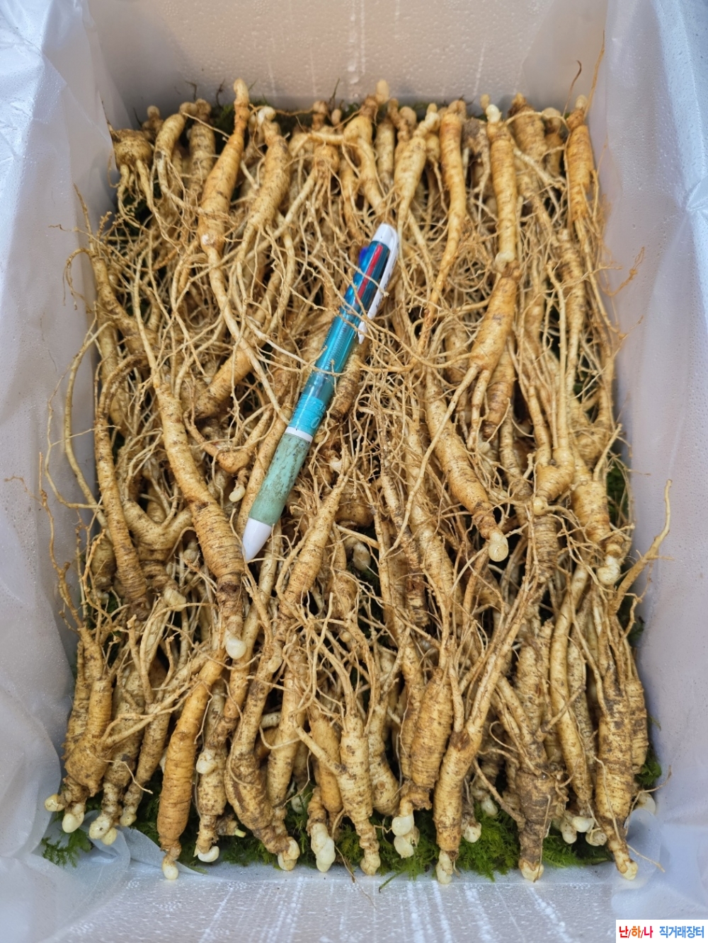 동면중인 장뇌삼판매(?