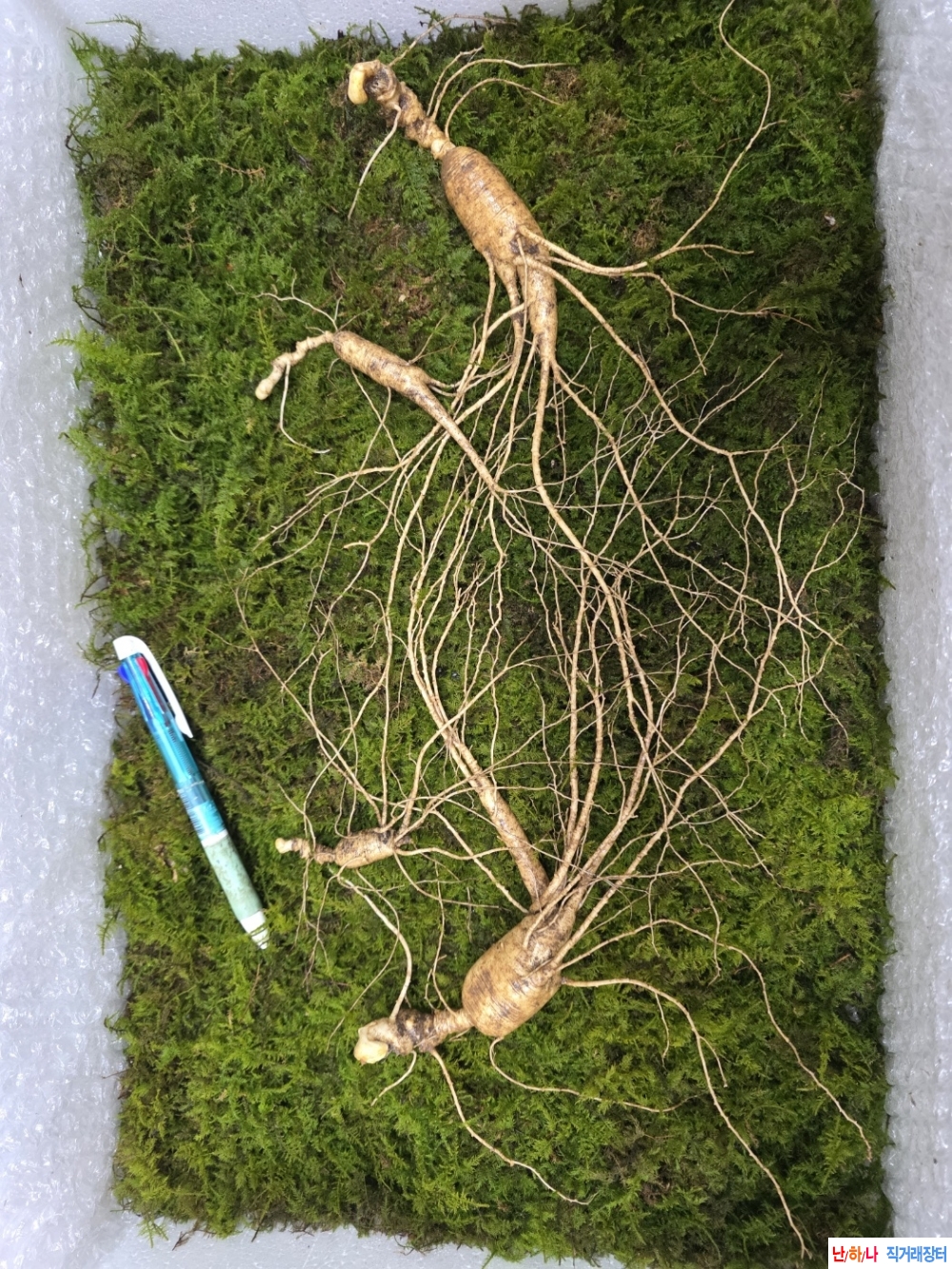 동면중인 야생삼판매(?