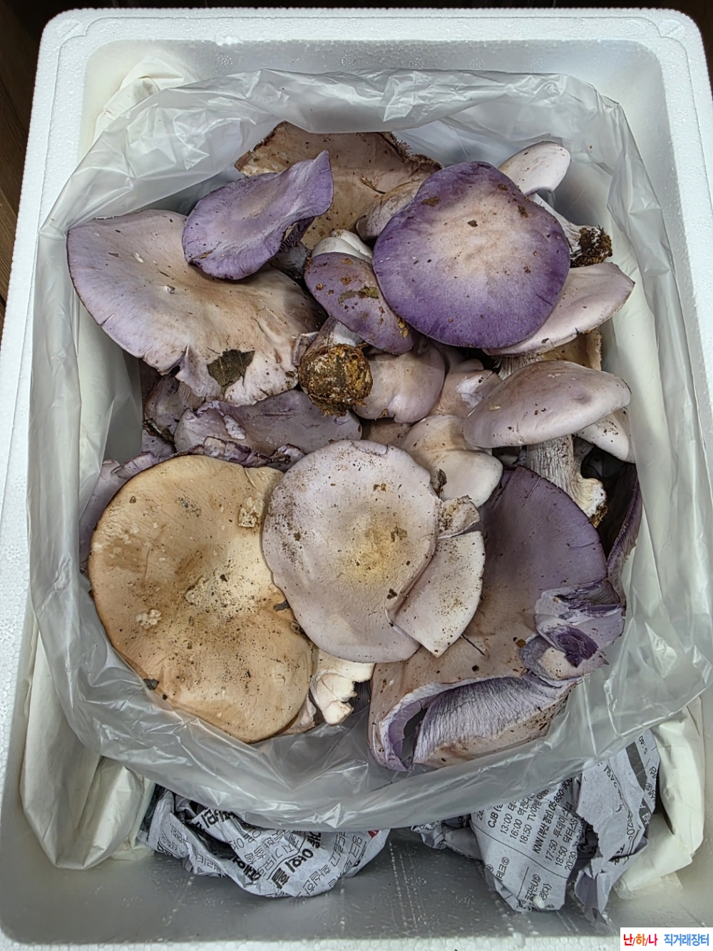 자연산 가지버섯