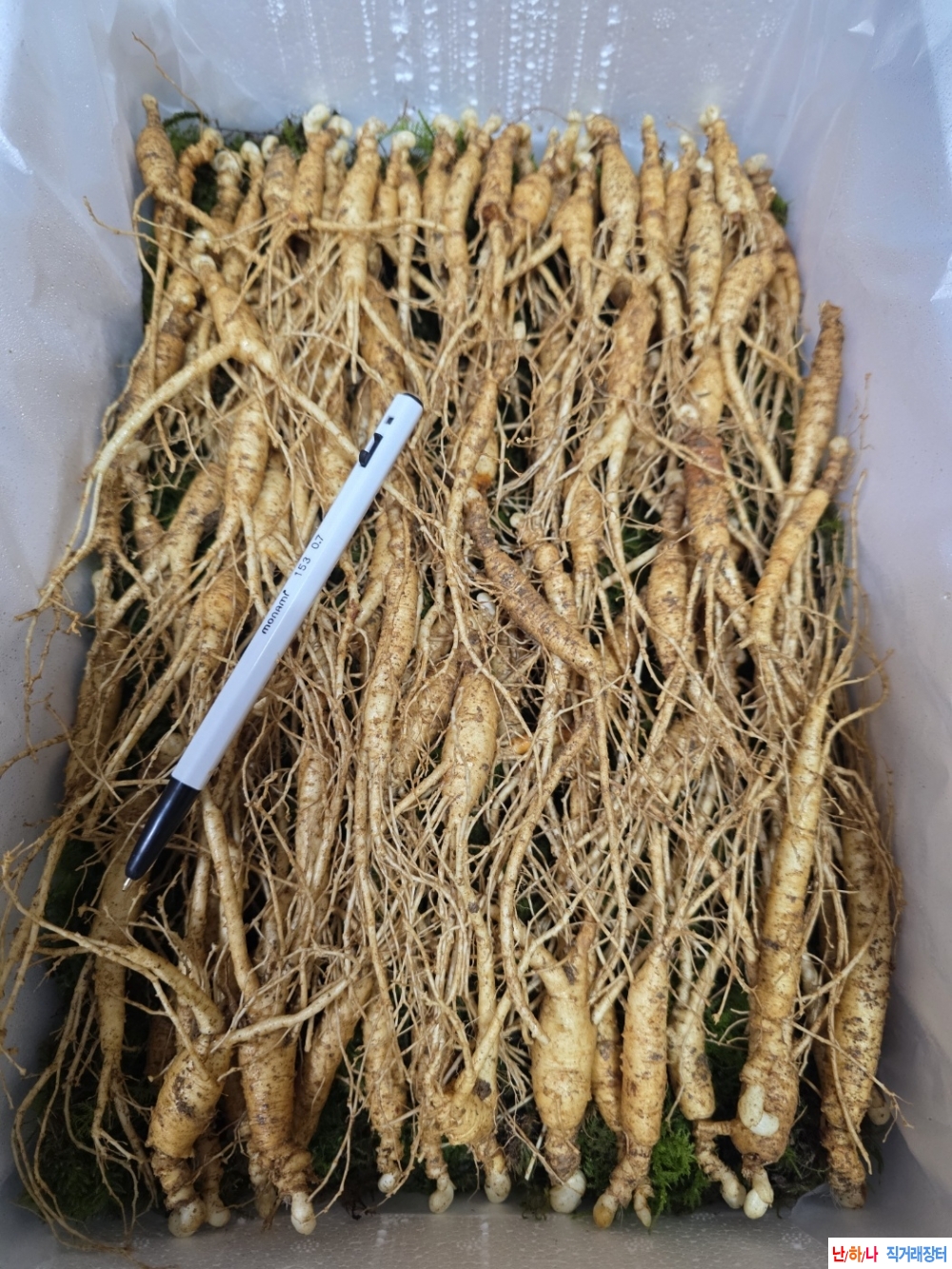 동면중인 장뇌삼판매(?