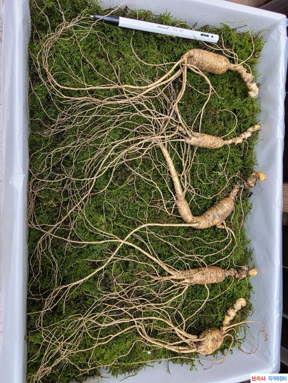 나이먹은 장뇌삼판매(?