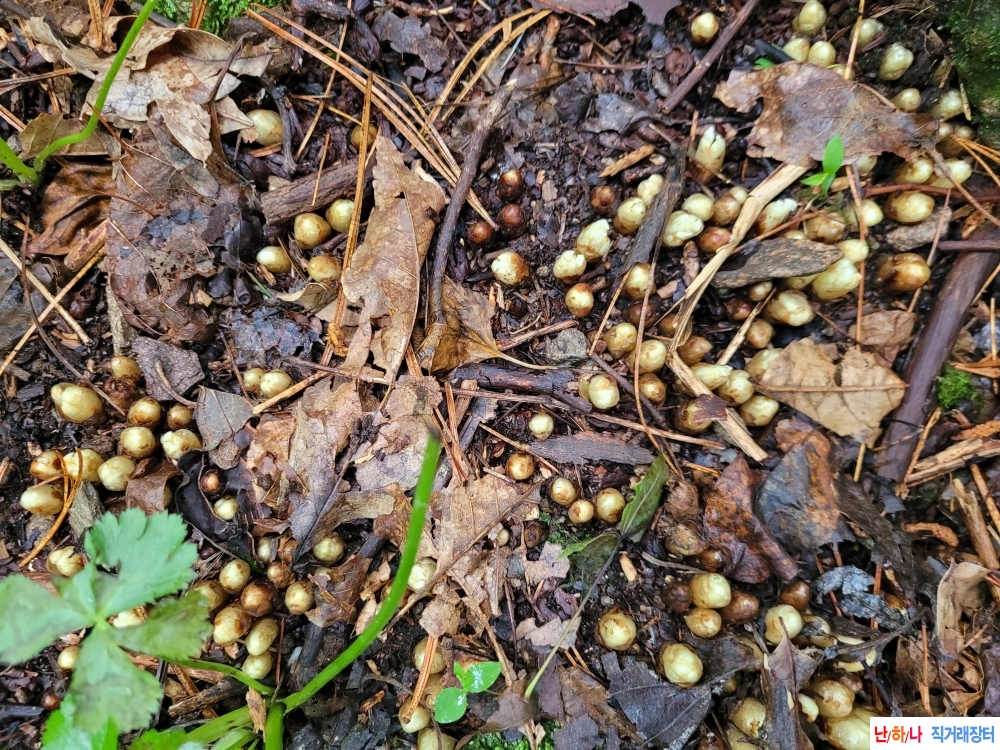 가지더부살이 (생재) ?