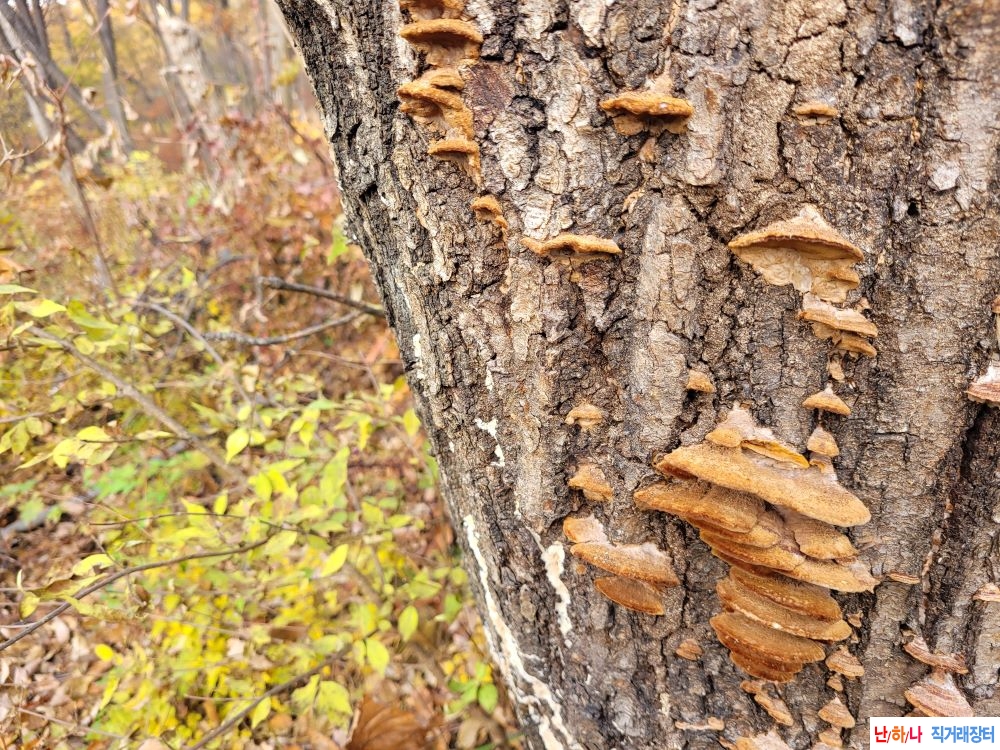 마른진흙버섯 판매합?