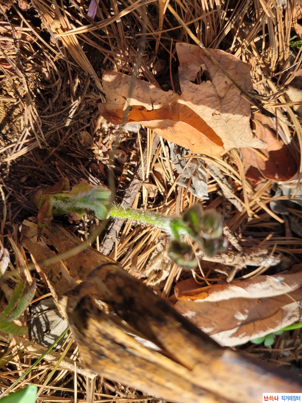 자연산 땅두릅 판매합?