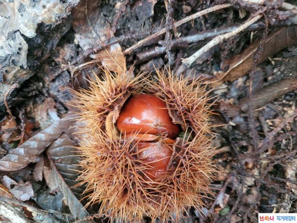 자연산 산밤 판매합니?