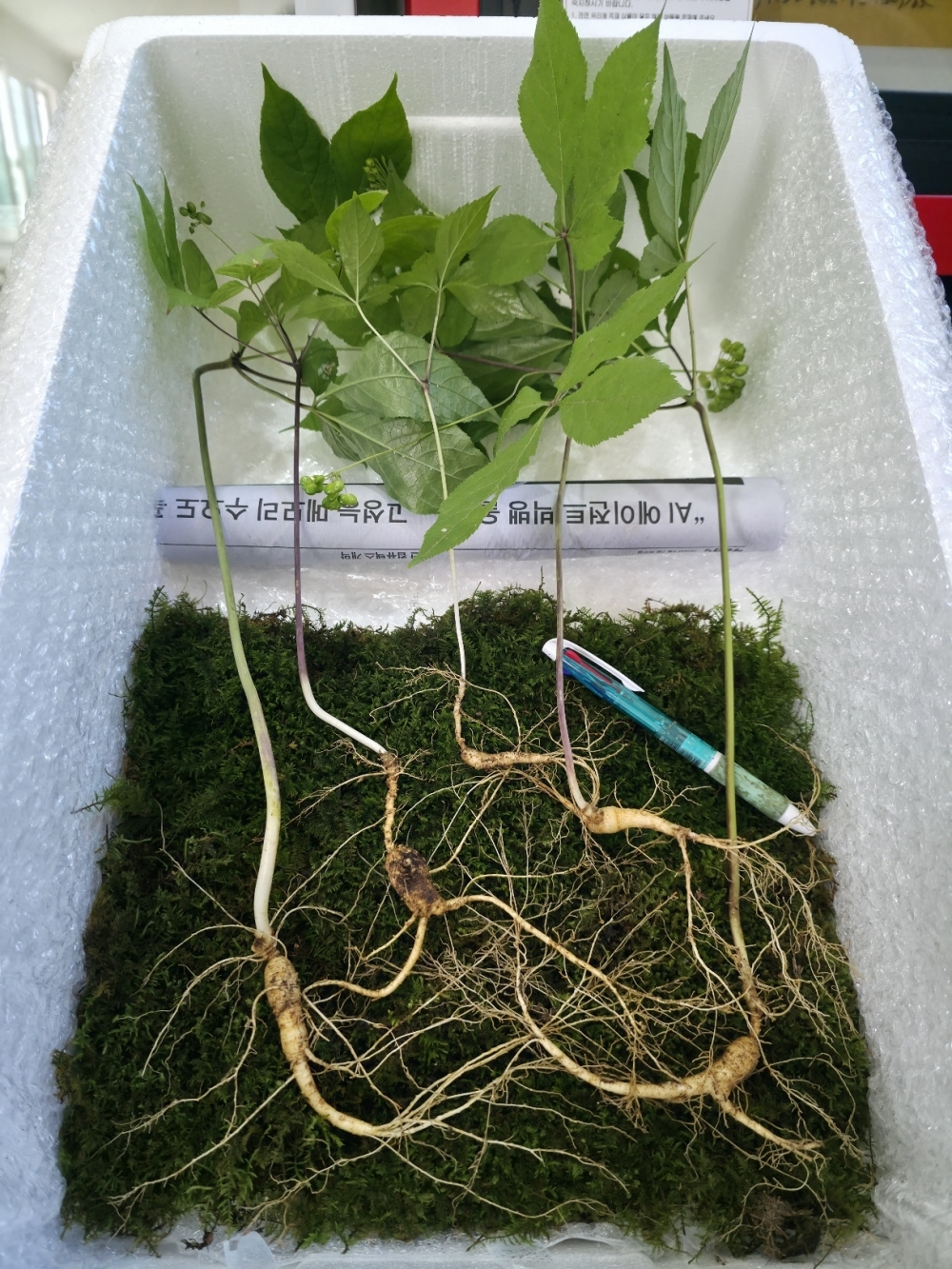 야생산삼판매(약용,담?