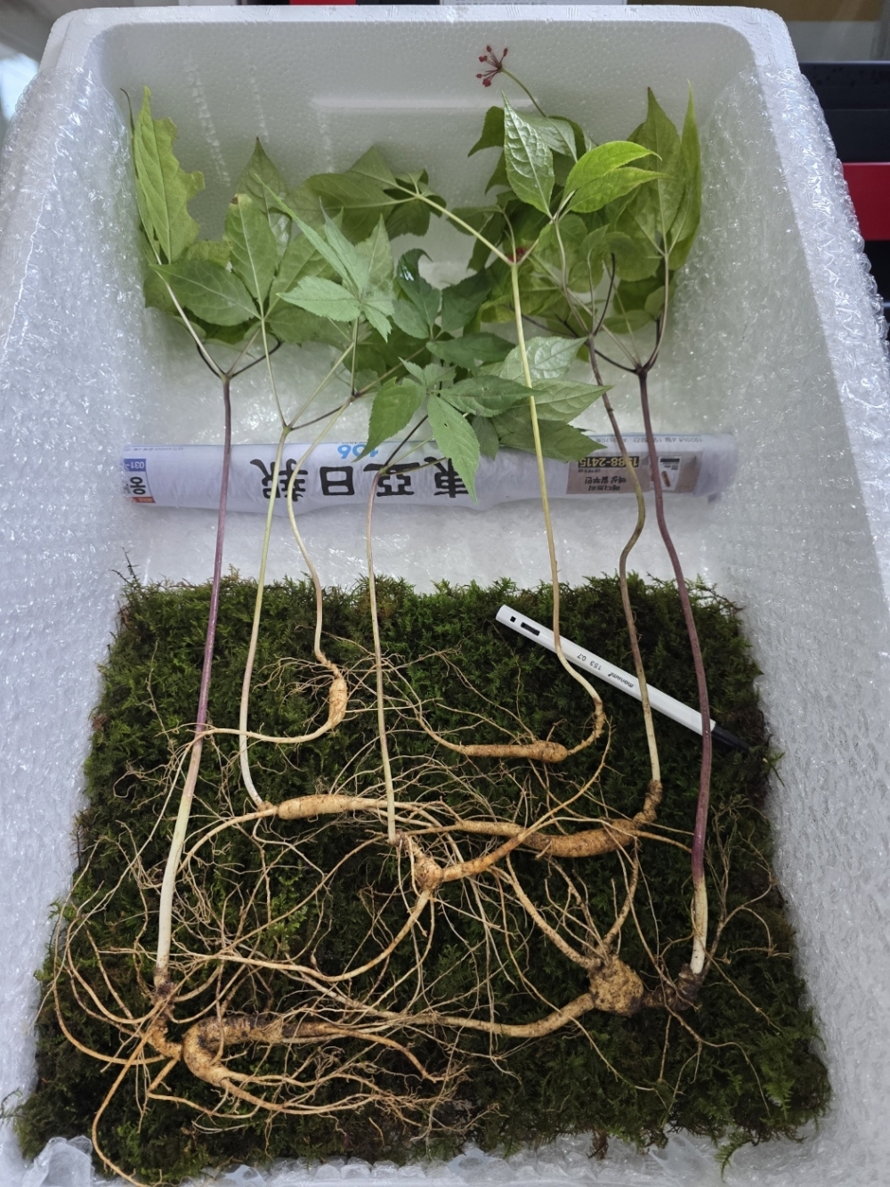 야생산삼판매(약용,선?