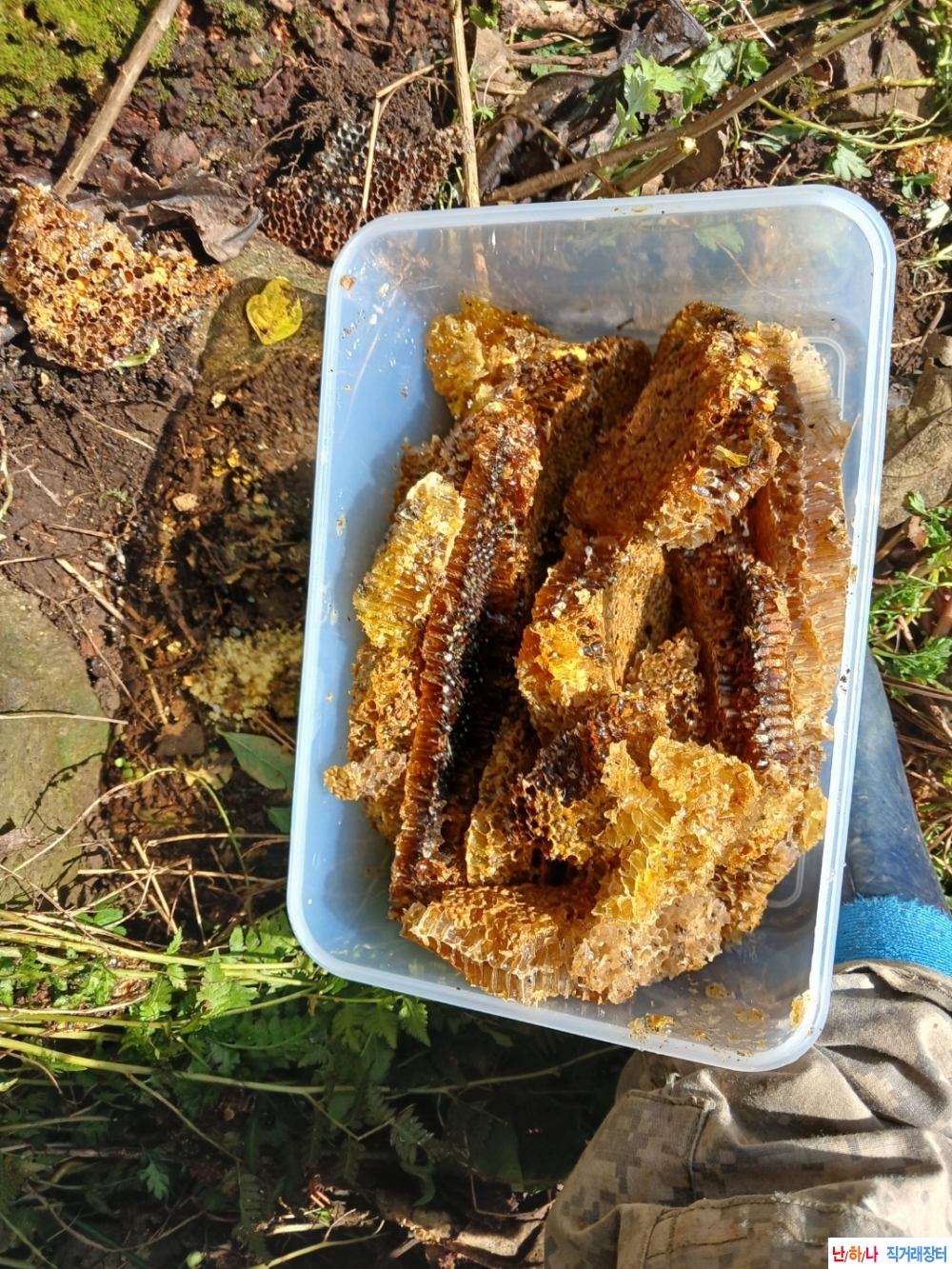 자연산 목청 꿀(25년 목?
