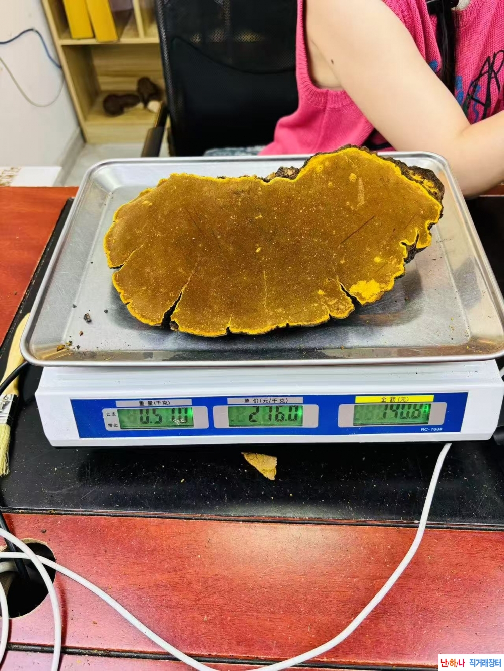 뽕상황버섯채취 동영?