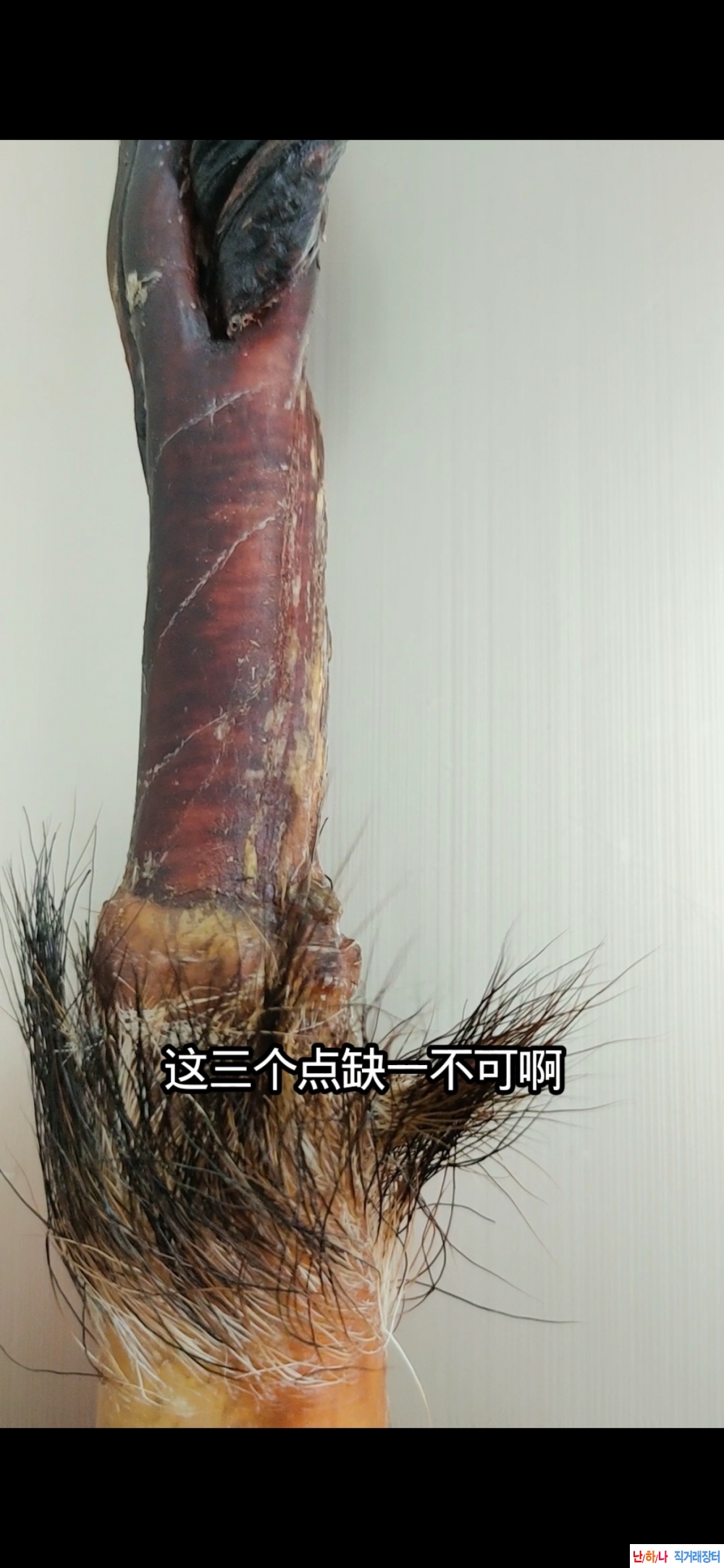동북매화꽃사슴 거시?