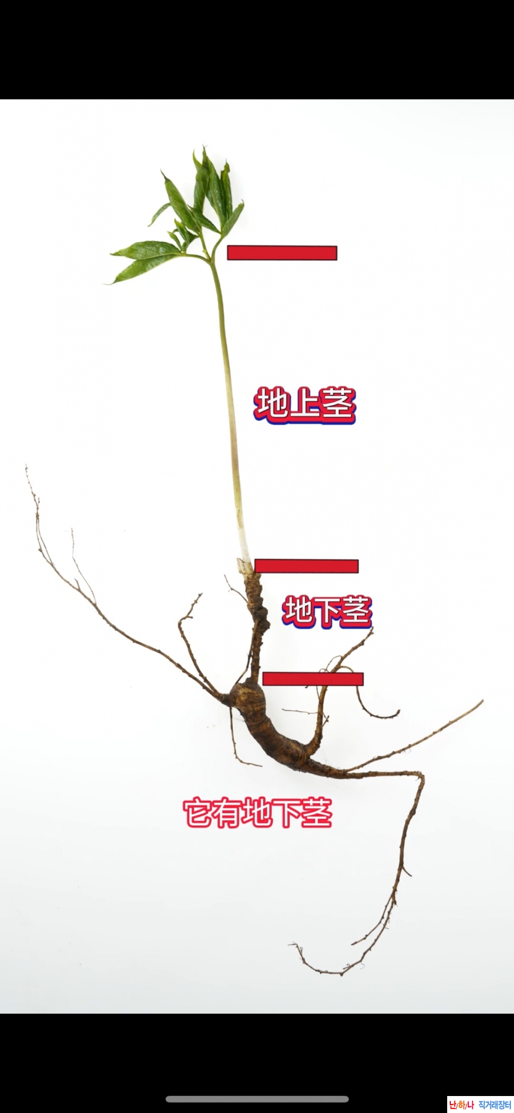 잼나는 산삼 이야기,산?