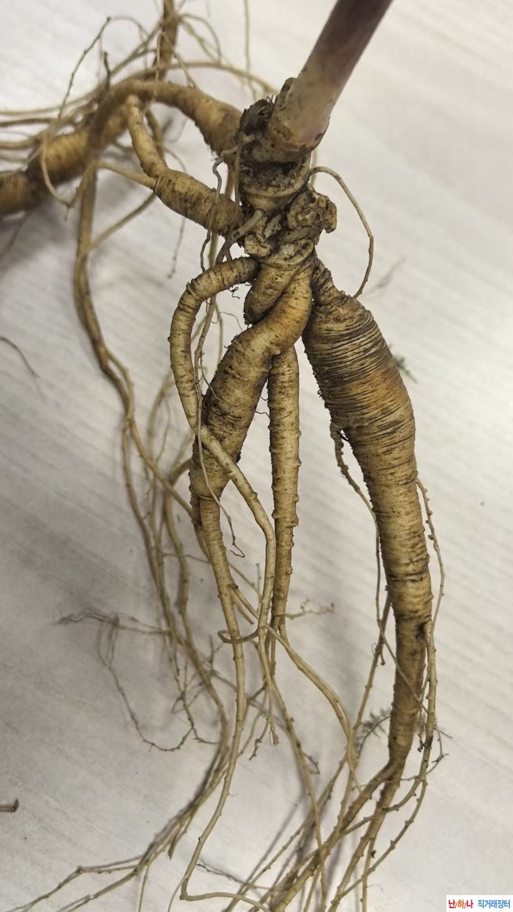 백두산 천종 산삼 2뿌?