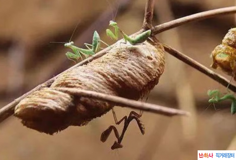 상표초 ,사마귀 알집,단표초 , ?