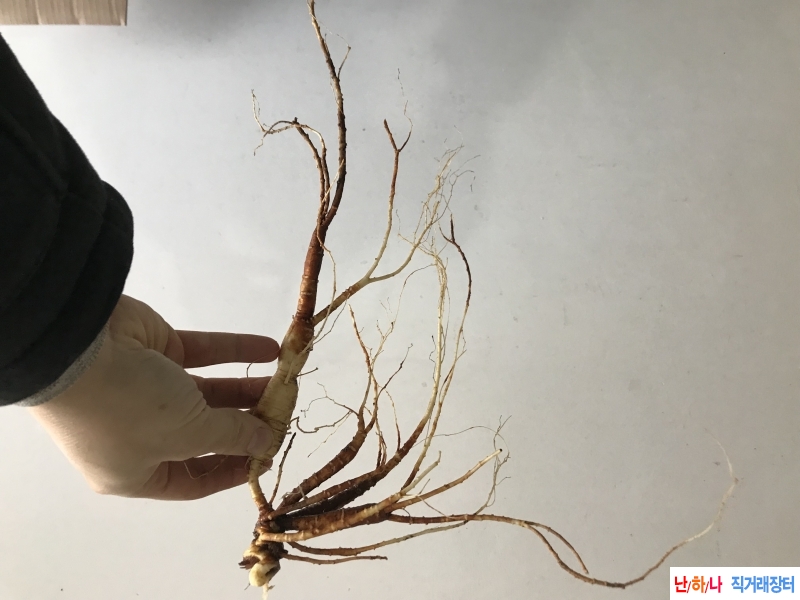 산삼을 키로에 29만원씩파는것?