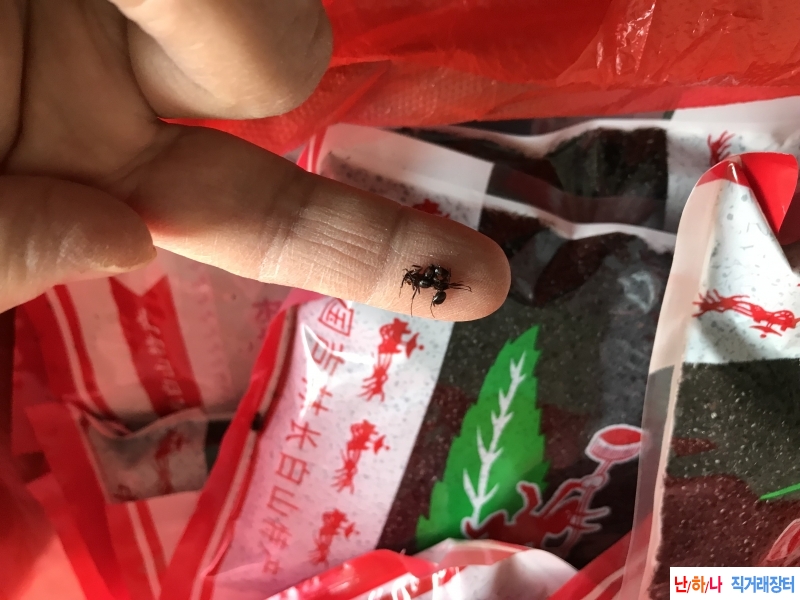 백두산 불개미는 앞다리,앞머?