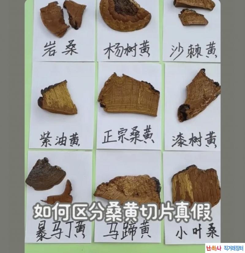 뽕나무 상황버섯 절단?