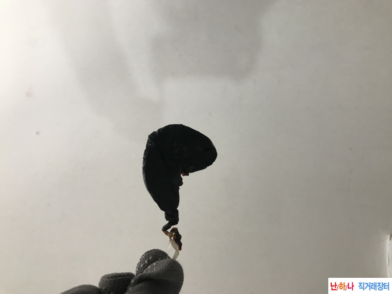 오소리 쓸개 큰사이즈 ?