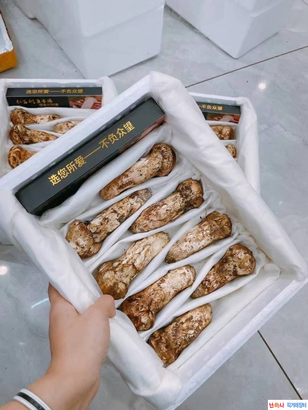 지금도 송이버섯 선별 ?