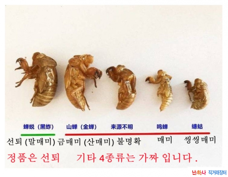 진짜 선퇴 구별