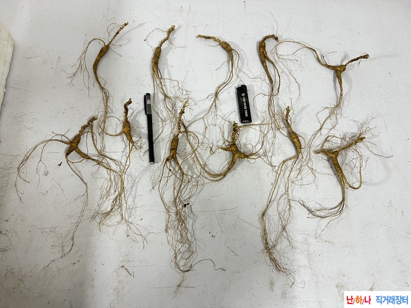 고령 산삼/산행삼 판매합니다