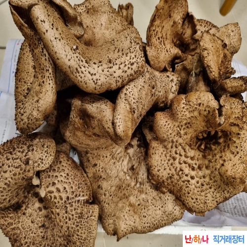 능이버섯 (자연산)