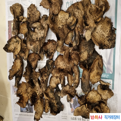 능이버섯 (자연산)