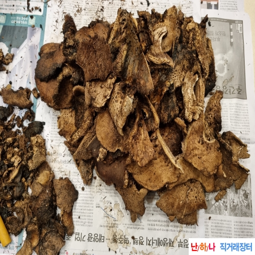 능이버섯 (자연산)